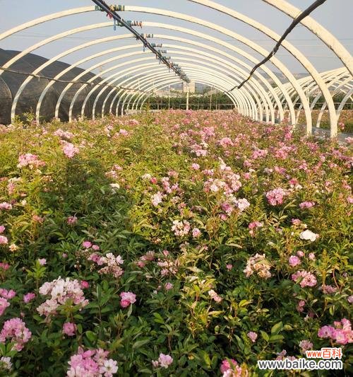 美丽绽放,心灵抚慰 以丰花月季代表意思