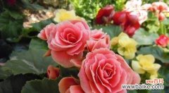 美丽绽放，心灵抚慰 以丰花月季代表意思