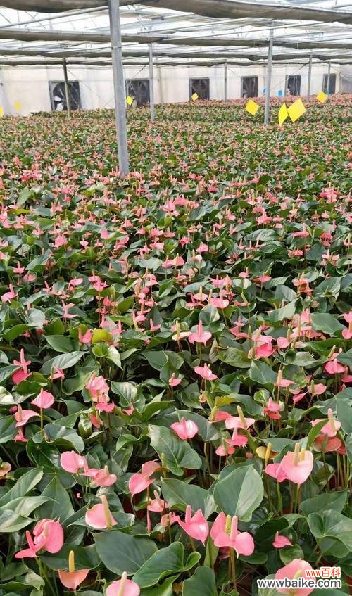 传达纯真与柔和的美丽 粉掌的代表意义