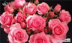 探寻粉色玫瑰花背后的情感象征 粉色玫瑰花的代表寓意