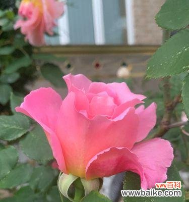 玫瑰花的特殊颜色和象征意义,它在不同场合的用途 粉色玫瑰花的寓意与象征——浪漫爱情的象征