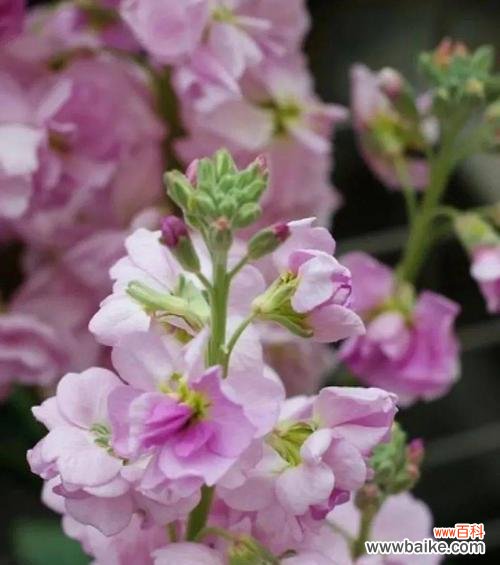 展现温柔与恋爱的礼物 粉色紫罗兰的花语