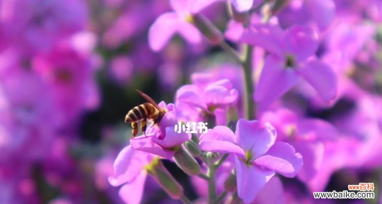 展现温柔与恋爱的礼物 粉色紫罗兰的花语