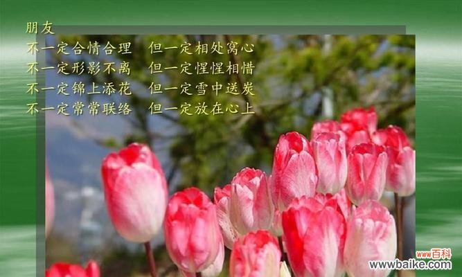 探索郁金香花语,领悟粉色花朵的含义 粉色郁金香的花语和寓意
