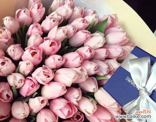 探索郁金香花语,领悟粉色花朵的含义 粉色郁金香的花语和寓意