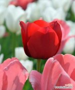 探寻粉色郁金香的浪漫花语，感受爱情的柔情蜜意 粉色郁金香的花语