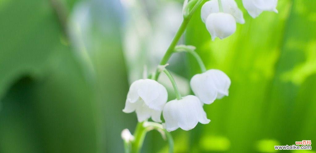 探秘风铃草的神秘象征,品味生活中的情感与美好 风铃草的花语与寓意