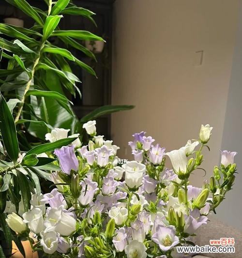 风铃草 风铃草的代表意义与传承