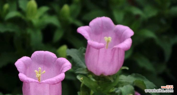 风铃草 风铃草的代表意义与传承