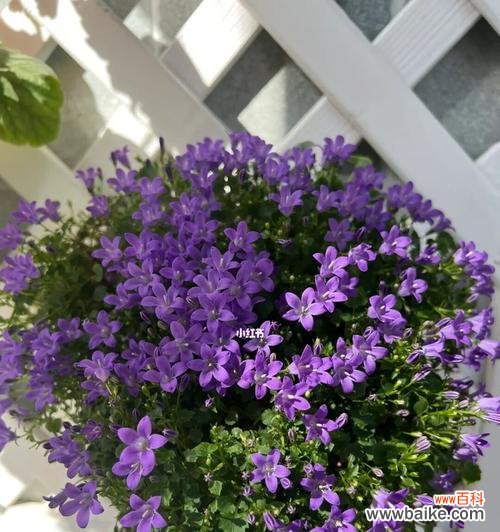 探索自我成长与生命意义的启示 风铃草的寓意