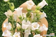 探寻风铃草的花语与象征的意义 以风铃草的花语和象征为主题的探索