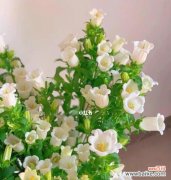 风铃花的美丽与自由、追求美好的意义 风铃花