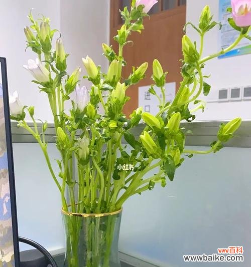 风铃花的美丽与自由、追求美好的意义 风铃花