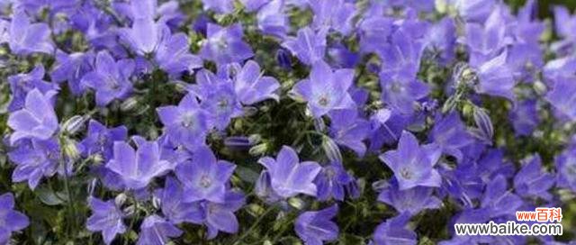 风铃花的美丽与自由、追求美好的意义 风铃花