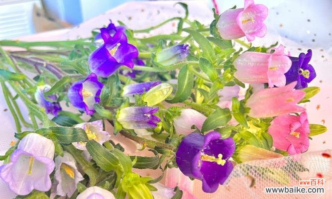 以不同颜色风铃花解读的花语 风铃花的花语