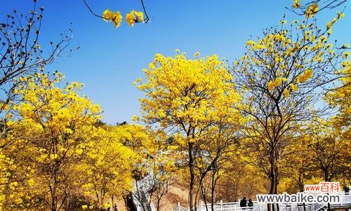 以不同颜色风铃花解读的花语 风铃花的花语
