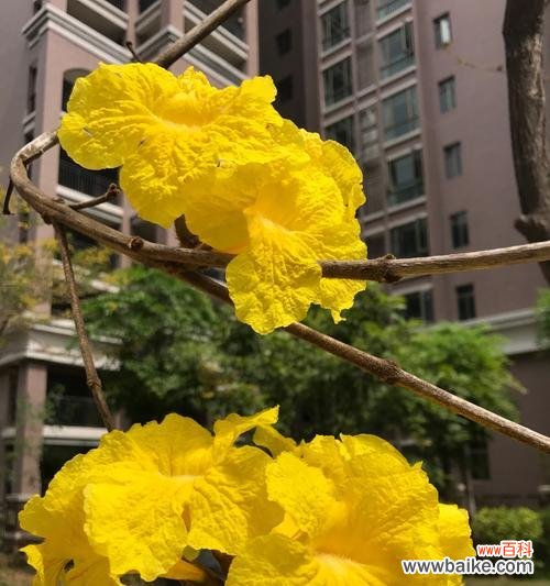 以不同颜色风铃花解读的花语 风铃花的花语