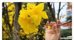 用风铃的花语向世界传递祝福 风铃花语