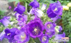 探寻风铃草的象征意义与文化渊源 风铃草的深远寓意