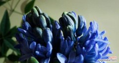 春风拂面，花开满园，风信子散发着浓郁的情感和美好的寓意 风信子的花语