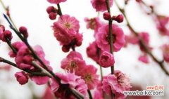 鲜艳如火的红色腊梅 红色腊梅的寓意和象征风水