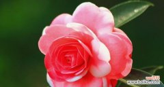 红色山茶花与爱情 红色山茶花的花语及其代表意义