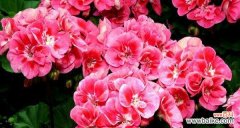 揭示红色天竺葵的花语和寓意 红色天竺葵的花语和寓意