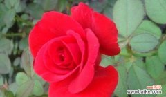 红色月季花的寓意与内涵 红色月季花语