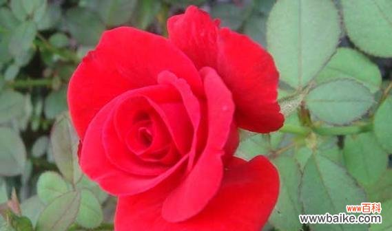 红色月季花的寓意与内涵 红色月季花语