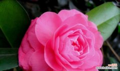 红山茶花的花语与代表意义