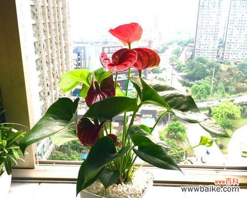 探究红掌所代表的文化符号及其传承 红掌的象征意义与寓意