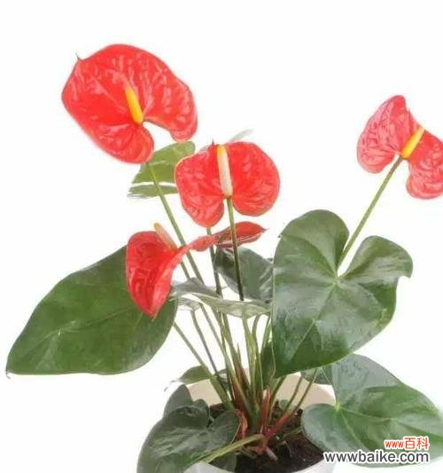 红掌的摆放与风水布局 红掌的风水寓意与摆放位置详解