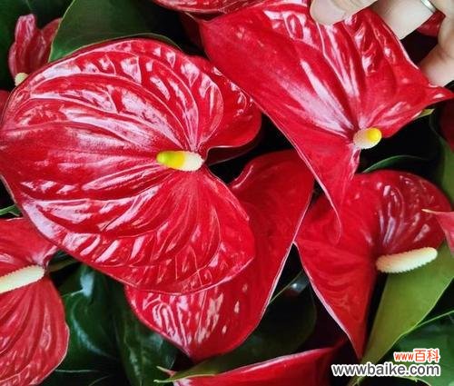 揭秘红掌花的意义及象征 红掌的花语和寓意