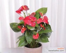 揭秘红掌的神秘力量与美好寓意 红掌之寓意与象征风水意义