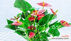 揭开红掌的秘密 红掌寓意与象征风水的奥秘