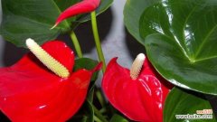 红掌风水的丰富寓意与积极作用 红掌风水的寓意与作用