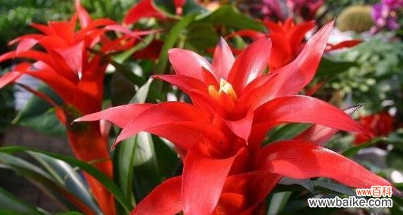 华丽的象征好运的花是什么？有哪些种类？