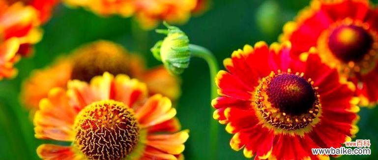 哪种花象征着节俭?