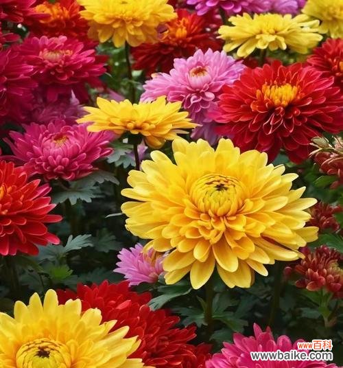 哪种花象征着节俭?