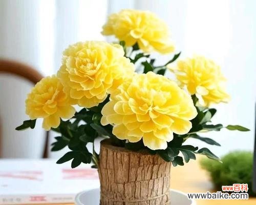 哪种花象征着节俭?