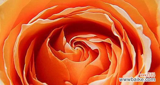 淡橙色玫瑰花有何特别含义?