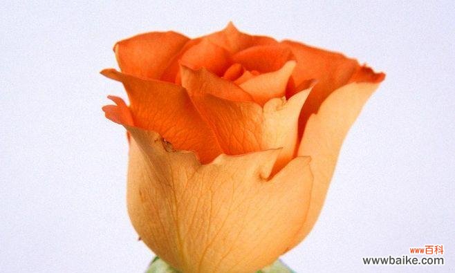 淡橙色玫瑰花有何特别含义?