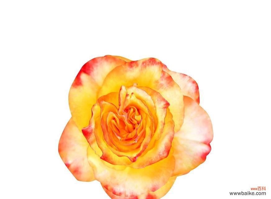 淡橙色玫瑰花有何特别含义?