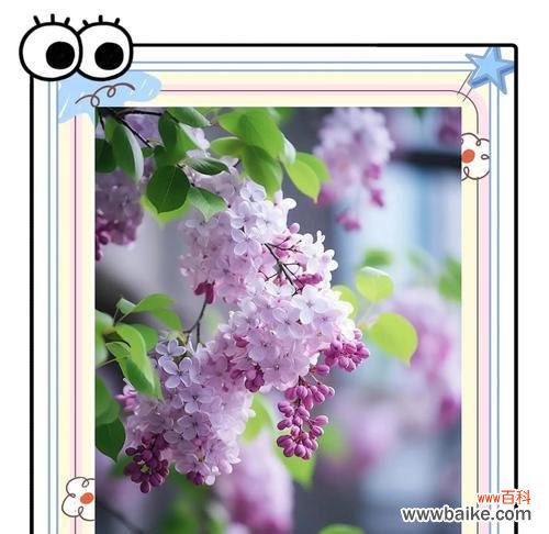 紫色和粉色花的含义是什么?这些颜色的花语有何不同?