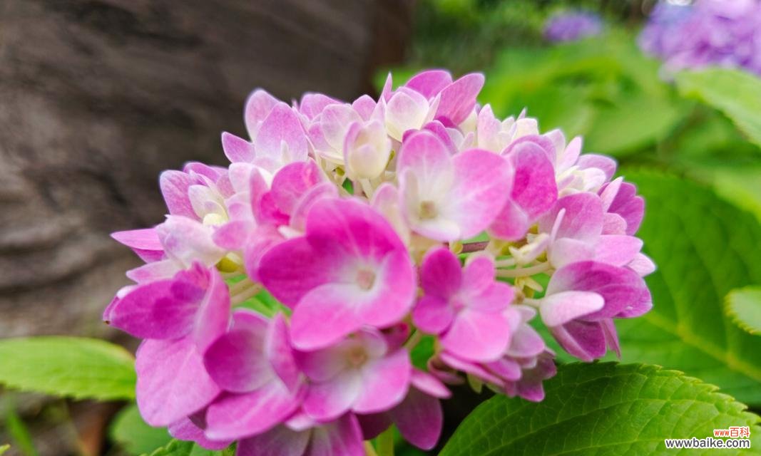 紫色和粉色花的含义是什么?这些颜色的花语有何不同?