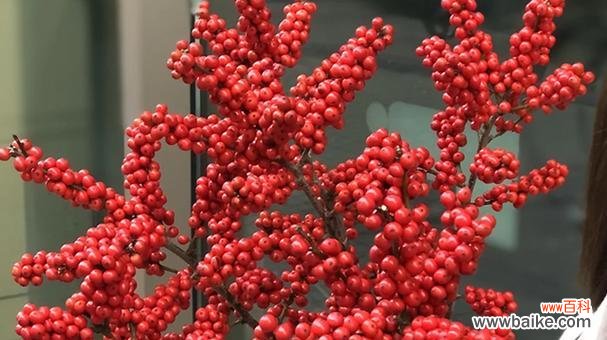 红色花中哪些品种寓意好?