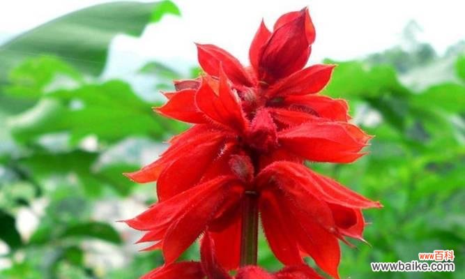 红色花中哪些品种寓意好?