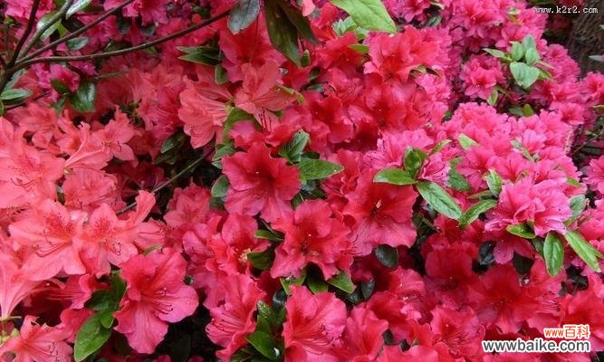 红色杜鹃花代表什么？红色杜鹃花的象征意义是什么？