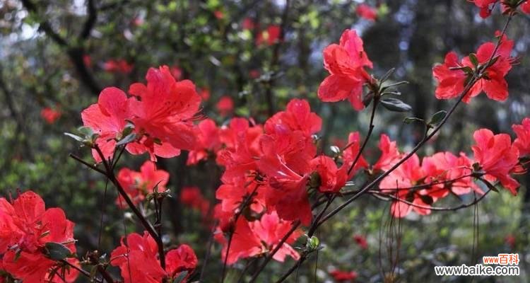 红色杜鹃花代表什么？红色杜鹃花的象征意义是什么？