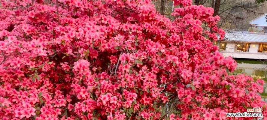 红色杜鹃花代表什么？红色杜鹃花的象征意义是什么？